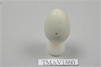 藏品(灰椋鳥卵)的圖片